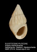 PLEISTOCENE-PLIOCENE Rissoa membranacea